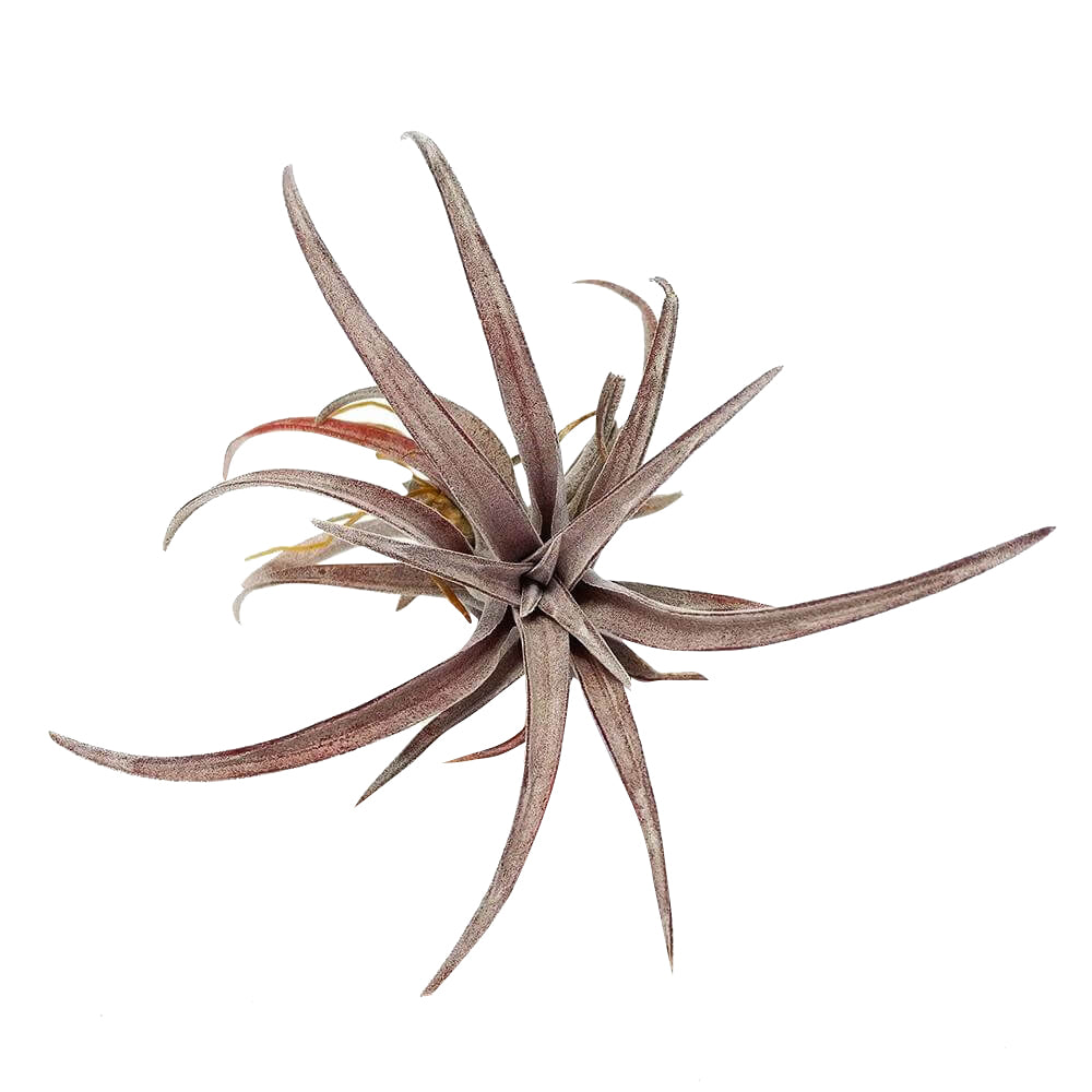 Tillandsia Capitata Dominican Republic Maroon Air Plant for sale, Capitata Dominican Republic air plant for sale, Air plants subscription box delivered monthly, Air plants gift ideas, Air plants home decor ideas, Rare air plants for sale