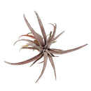 Tillandsia Capitata Dominican Republic Maroon Air Plant for sale, Capitata Dominican Republic air plant for sale, Air plants subscription box delivered monthly, Air plants gift ideas, Air plants home decor ideas, Rare air plants for sale