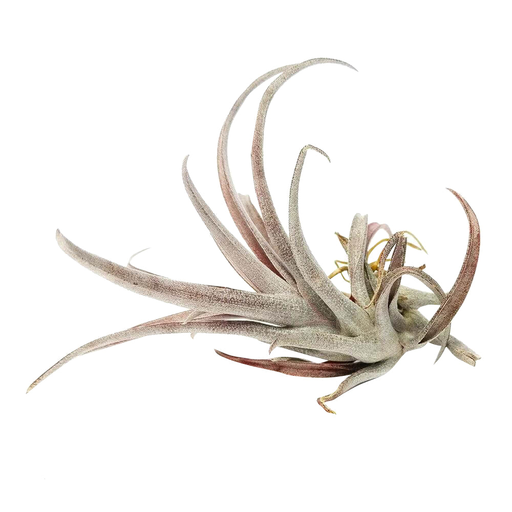 Tillandsia Capitata Dominican Republic Maroon Air Plant for sale, Capitata Dominican Republic air plant for sale, Air plants subscription box delivered monthly, Air plants gift ideas, Air plants home decor ideas, Rare air plants for sale