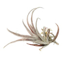 Tillandsia Capitata Dominican Republic Maroon Air Plant for sale, Capitata Dominican Republic air plant for sale, Air plants subscription box delivered monthly, Air plants gift ideas, Air plants home decor ideas, Rare air plants for sale