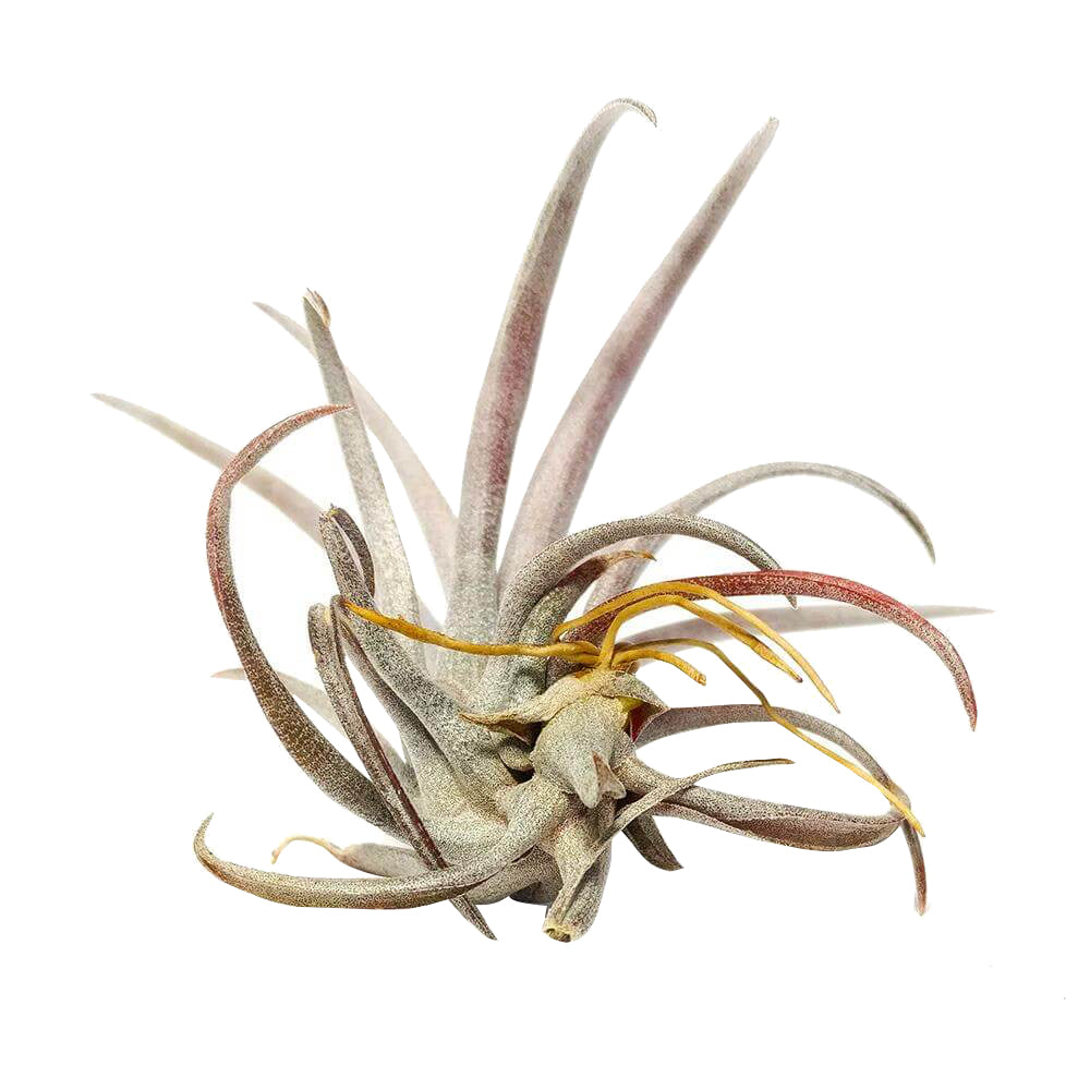 Tillandsia Capitata Dominican Republic Maroon Air Plant for sale, Capitata Dominican Republic air plant for sale, Air plants subscription box delivered monthly, Air plants gift ideas, Air plants home decor ideas, Rare air plants for sale