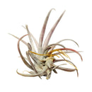 Tillandsia Capitata Dominican Republic Maroon Air Plant for sale, Capitata Dominican Republic air plant for sale, Air plants subscription box delivered monthly, Air plants gift ideas, Air plants home decor ideas, Rare air plants for sale