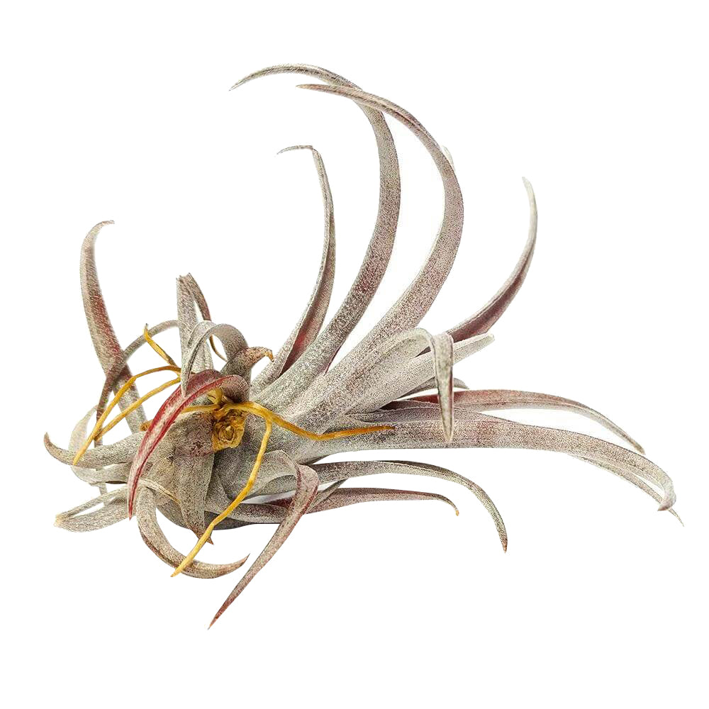 Tillandsia Capitata Dominican Republic Maroon Air Plant for sale, Capitata Dominican Republic air plant for sale, Air plants subscription box delivered monthly, Air plants gift ideas, Air plants home decor ideas, Rare air plants for sale