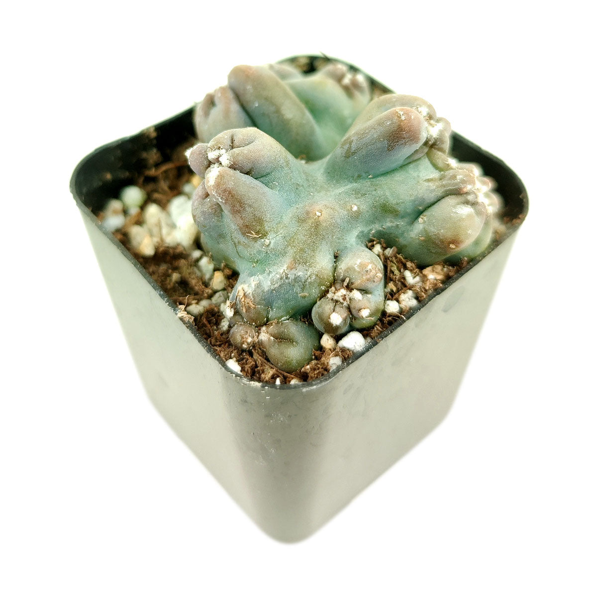 succulents box cereus ming thing cereus forbesii monstrose Cereus Ming Thing | Cereus Forbesii Monstrose