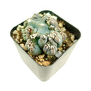 Cereus Ming Thing, Cereus Forbesii Monstrose, Unique Shaped Succulent Plant for sale, cactus gift ideas, cactus party favors, cactus home office decor ideas, cactus, cactus succulent, succulent cactus, cacti, cactus and succulents, succulents box, succulent shop, buy succulents online