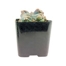 Cereus Ming Thing, Cereus Forbesii Monstrose, Unique Shaped Succulent Plant for sale, cactus gift ideas, cactus party favors, cactus home office decor ideas, cactus, cactus succulent, succulent cactus, cacti, cactus and succulents, succulents box, succulent shop, buy succulents online