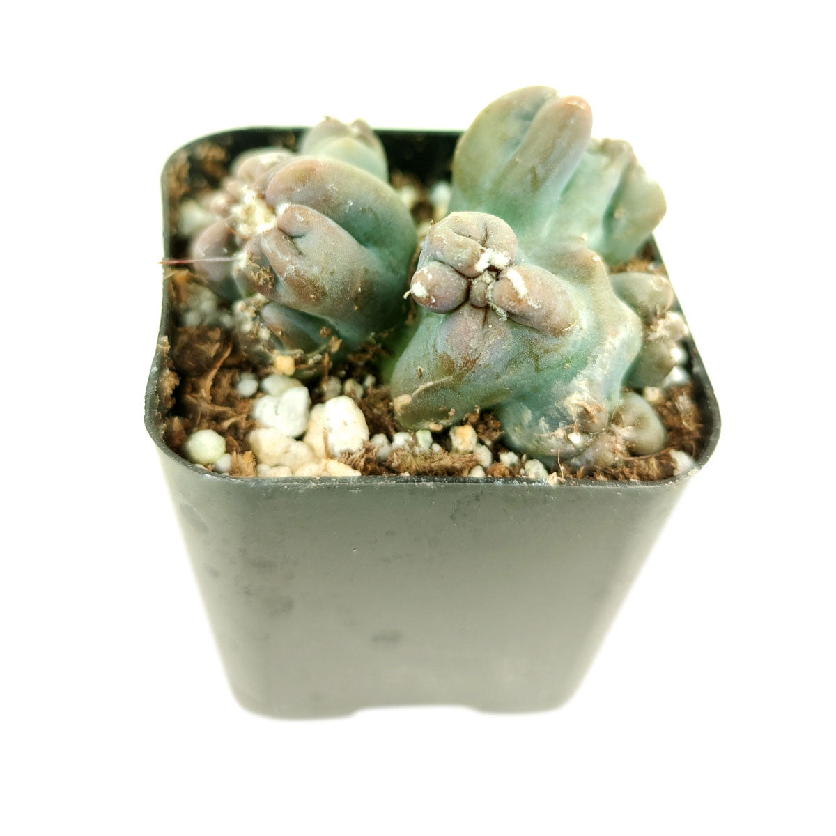 Cereus Ming Thing, Cereus Forbesii Monstrose, Unique Shaped Succulent Plant for sale, cactus gift ideas, cactus party favors, cactus home office decor ideas, cactus, cactus succulent, succulent cactus, cacti, cactus and succulents, succulents box, succulent shop, buy succulents online