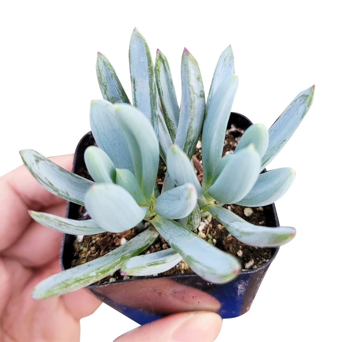 blue chalk succulent Senecio Blue Chalk Sticks Senecio Serpens Succulent for Sale
