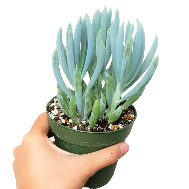 blue chalk succulent care Senecio Blue Chalk Sticks Senecio Serpens Succulent for Sale