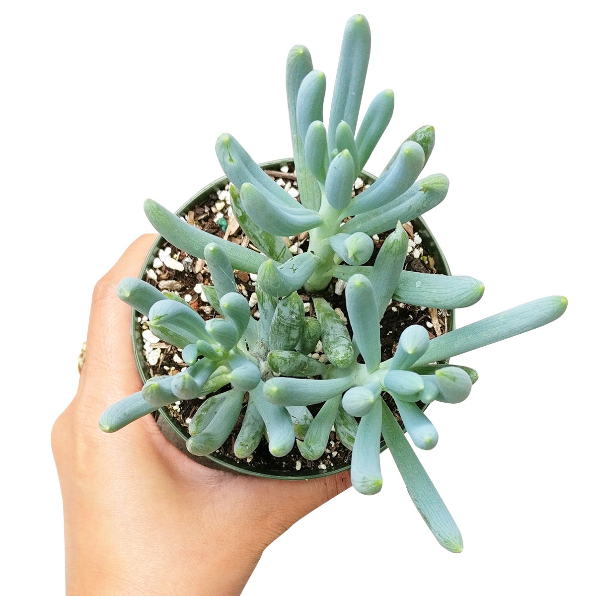 blue pencil succulent Senecio Blue Chalk Sticks Senecio Serpens Succulent for Sale