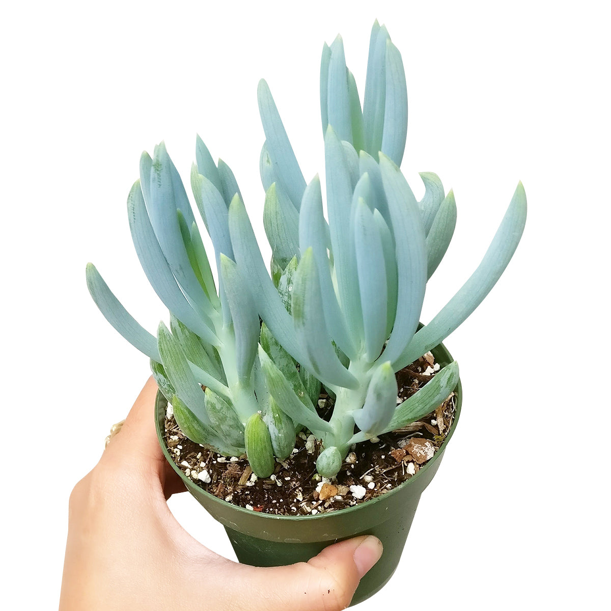 senecio verde fingers succulent plant Senecio Blue Chalk Sticks Senecio Serpens Succulent for Sale