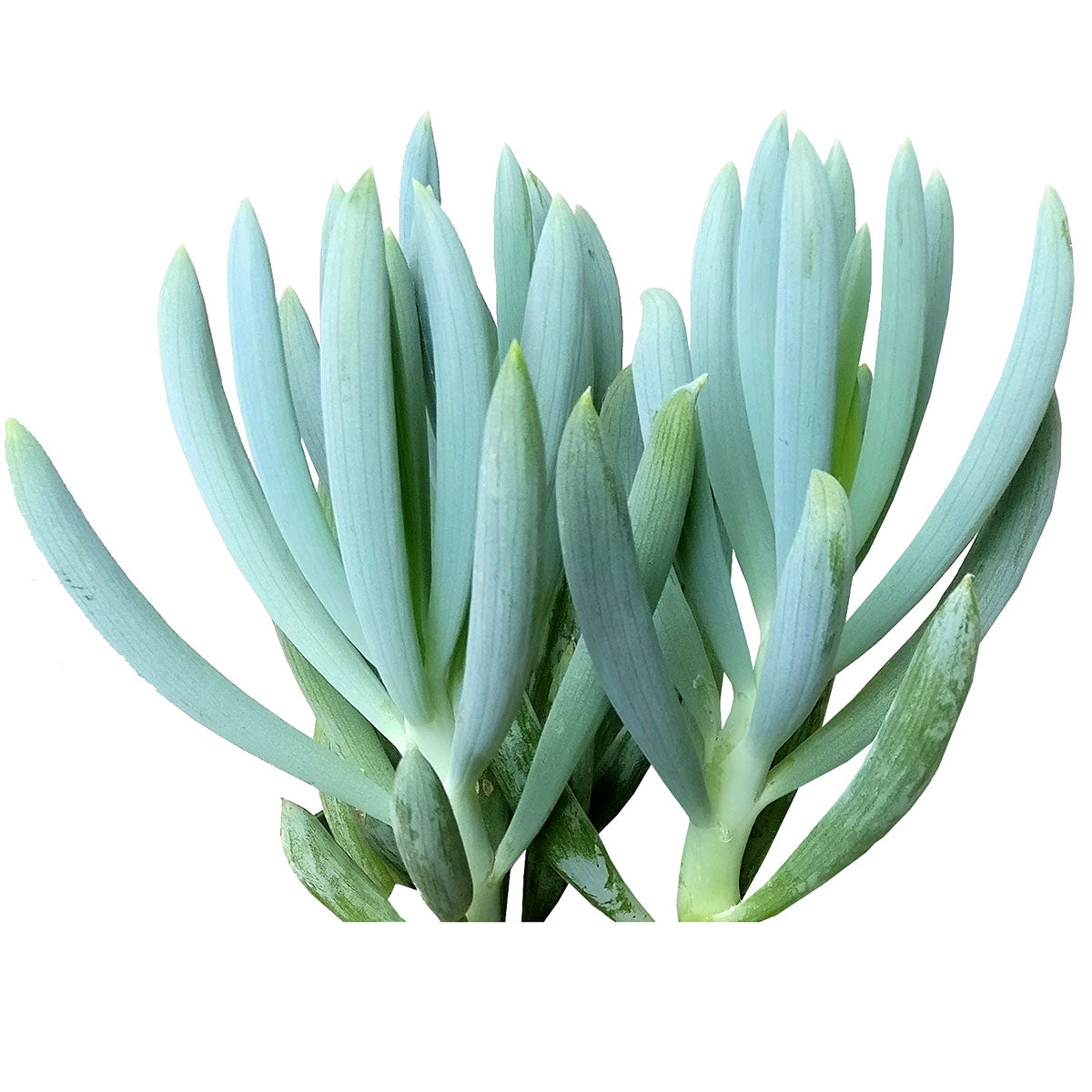 blue stick succulent Senecio mandraliscae Blue Chalk Sticks