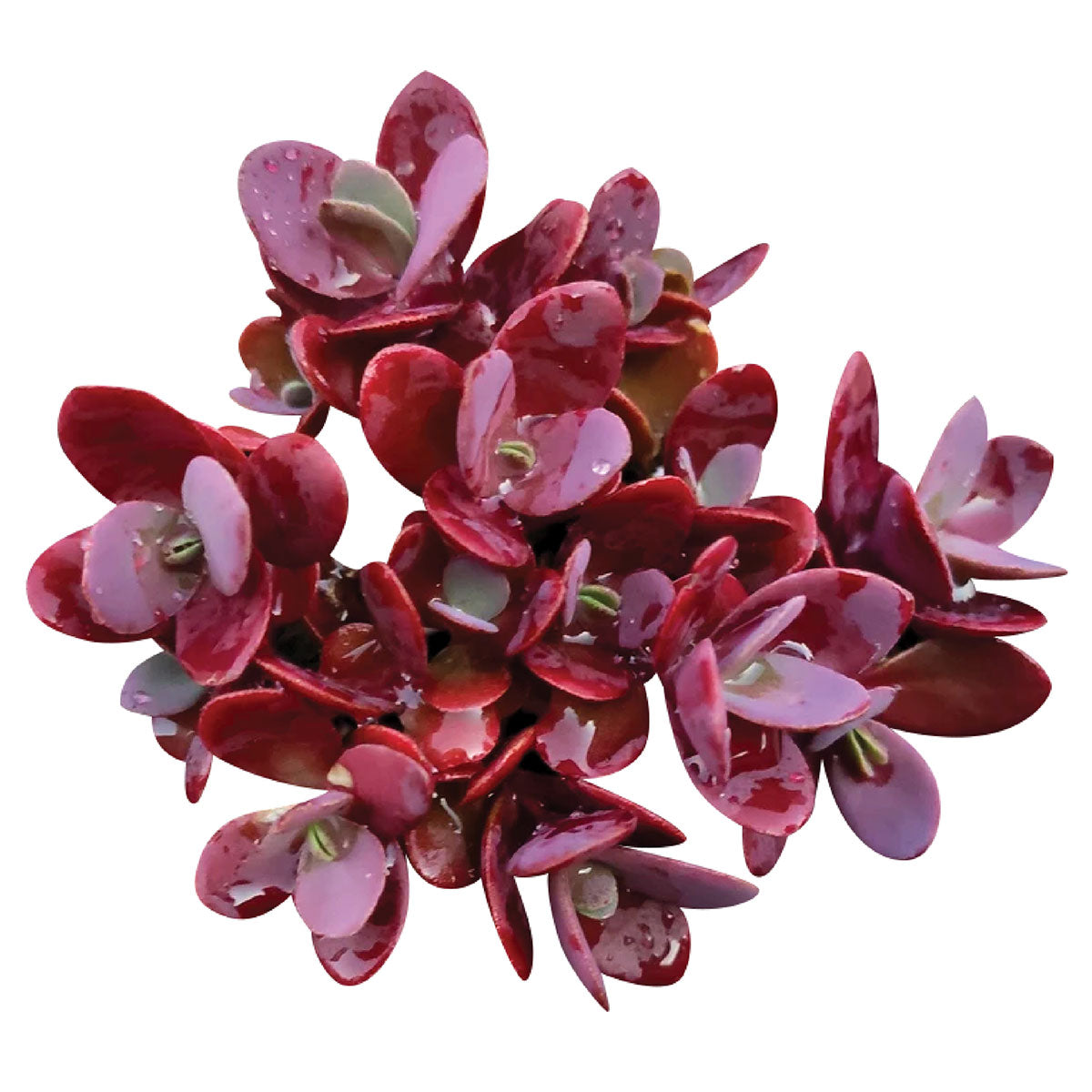 sweet succulent cherry Cherry Tart Sedum Sunsparkler