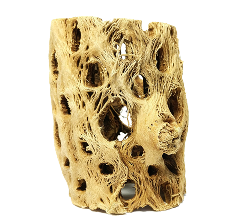 Cholla Wood Small Cleaned Planters