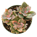 echeveria succulent, echeveria types, succulent echeveria, buy succulents online, succulent shop, succulent store, echeveria plant, indoor succulents
