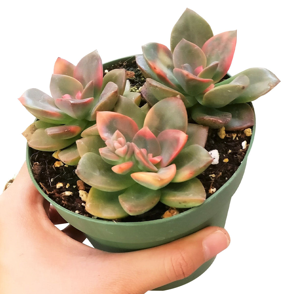 succulents to buy near me Echeveria Chroma Colorful Succulent For Sale with Care Guide 2 inch / Plastic Pot by Succulents Box