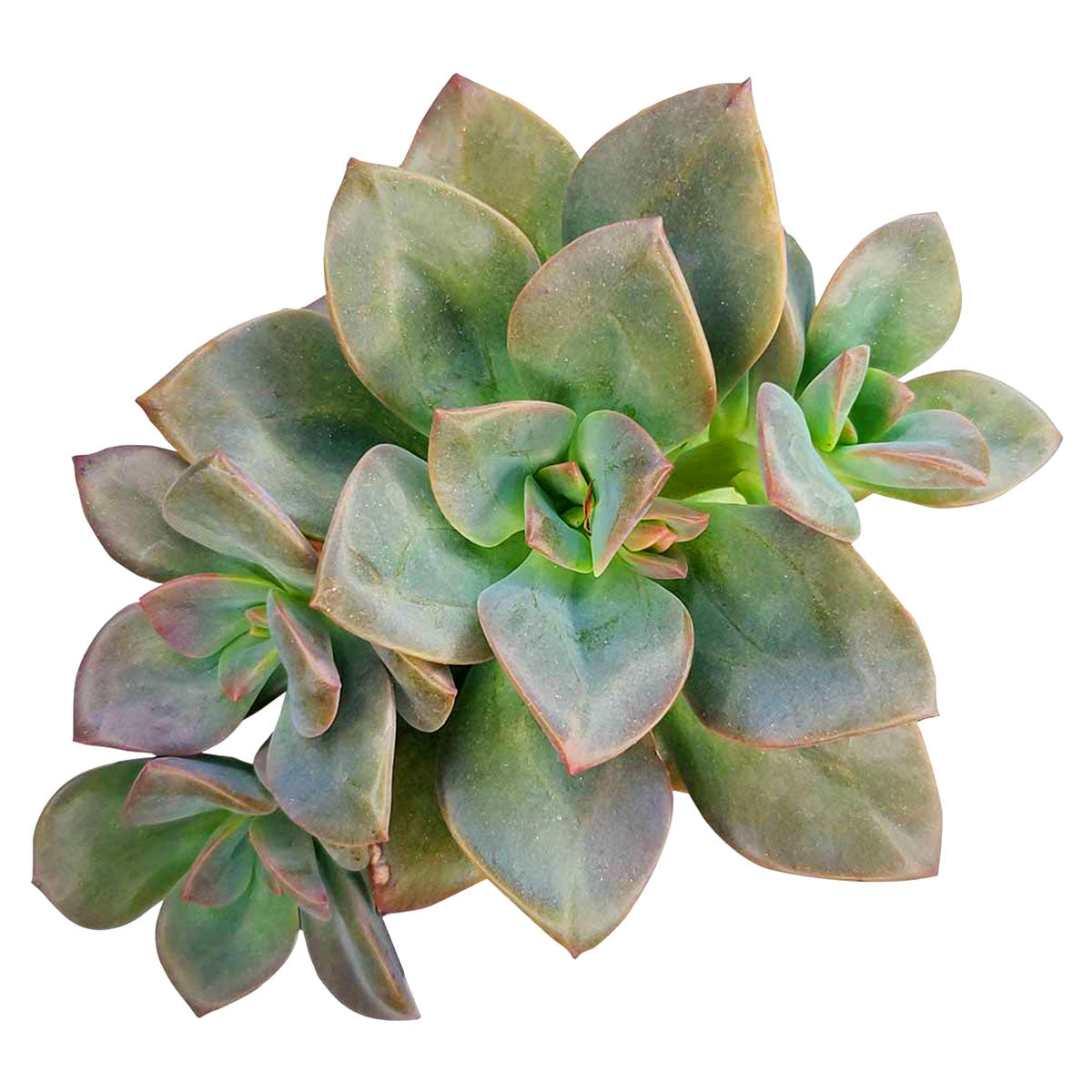 chroma succulent Echeveria Chroma Colorful Succulent For Sale with Care Guide 4 inch / White Modern Pot by Succulents Box