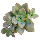 echeveria succulent, echeveria types, succulent echeveria, buy succulents online, succulent shop, succulent store, echeveria plant, indoor succulents