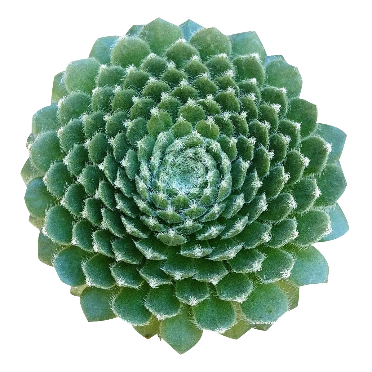 indoor succulents near me Sempervivum Ciliosum