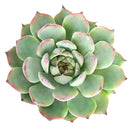 2 inch plant in plastic pot, a lightweight and practical choice for small succulents, cacti, and houseplants.