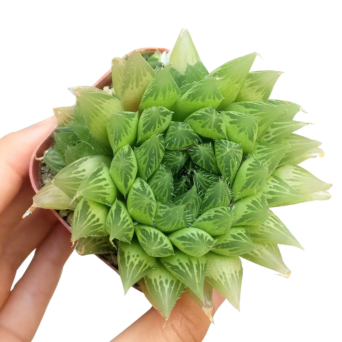 haworthia cooperi succulents Haworthia Cooperi Succulent