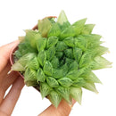 how to grow succulents, monthly succulents, indoor succulents, succulent care tips, succulent care, succulent subscription, cactus, Haworthia Cooperi in California