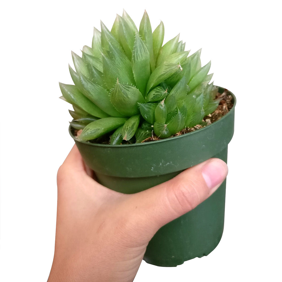 Haworthia Cooperi for sale, succulents shop in California, how to grow succulents, monthly succulents, indoor succulents, succulent care tips, succulent care, succulent subscription, cactus, Haworthia Cooperi in California, How to grow Haworthia Cooperi. indoor succulents