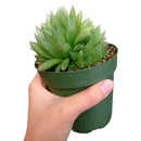 how to grow succulents, monthly succulents, indoor succulents, succulent care tips, succulent care, succulent subscription, cactus, Haworthia Cooperi in California