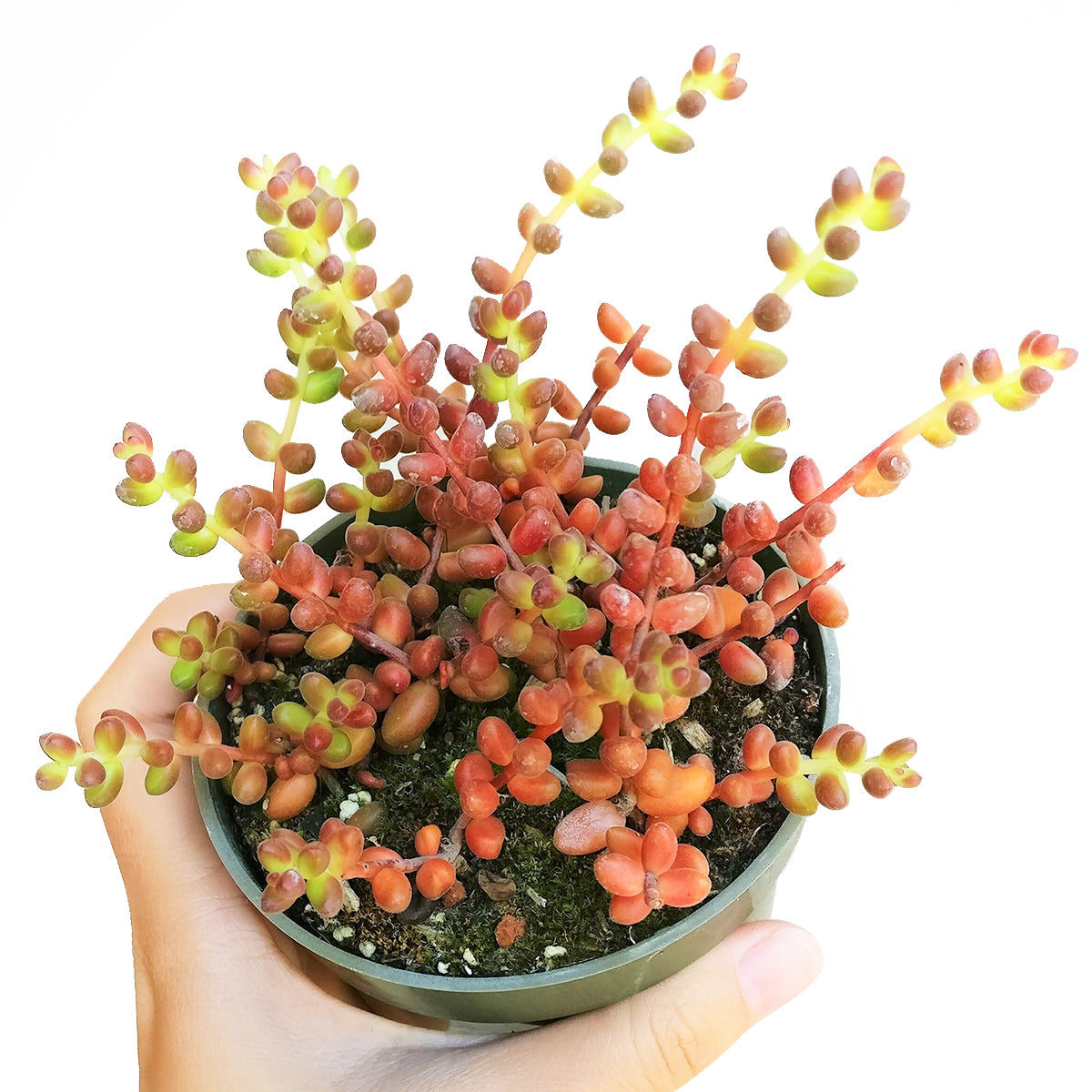 coral bells succulent Coral Bells Sedum Care | Sedum Stahlii Coral Beads Succulent