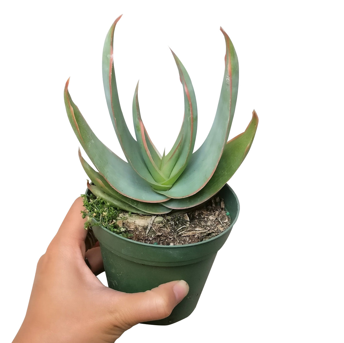 Coral Aloe near me, succulent subscription, Rare succulents, succulent care guide, indoor succulents, Succulents shop near me, succulents shop in California, succulent plant, succulents store in CA, Coral Aloe in California, How to grow Coral Aloe