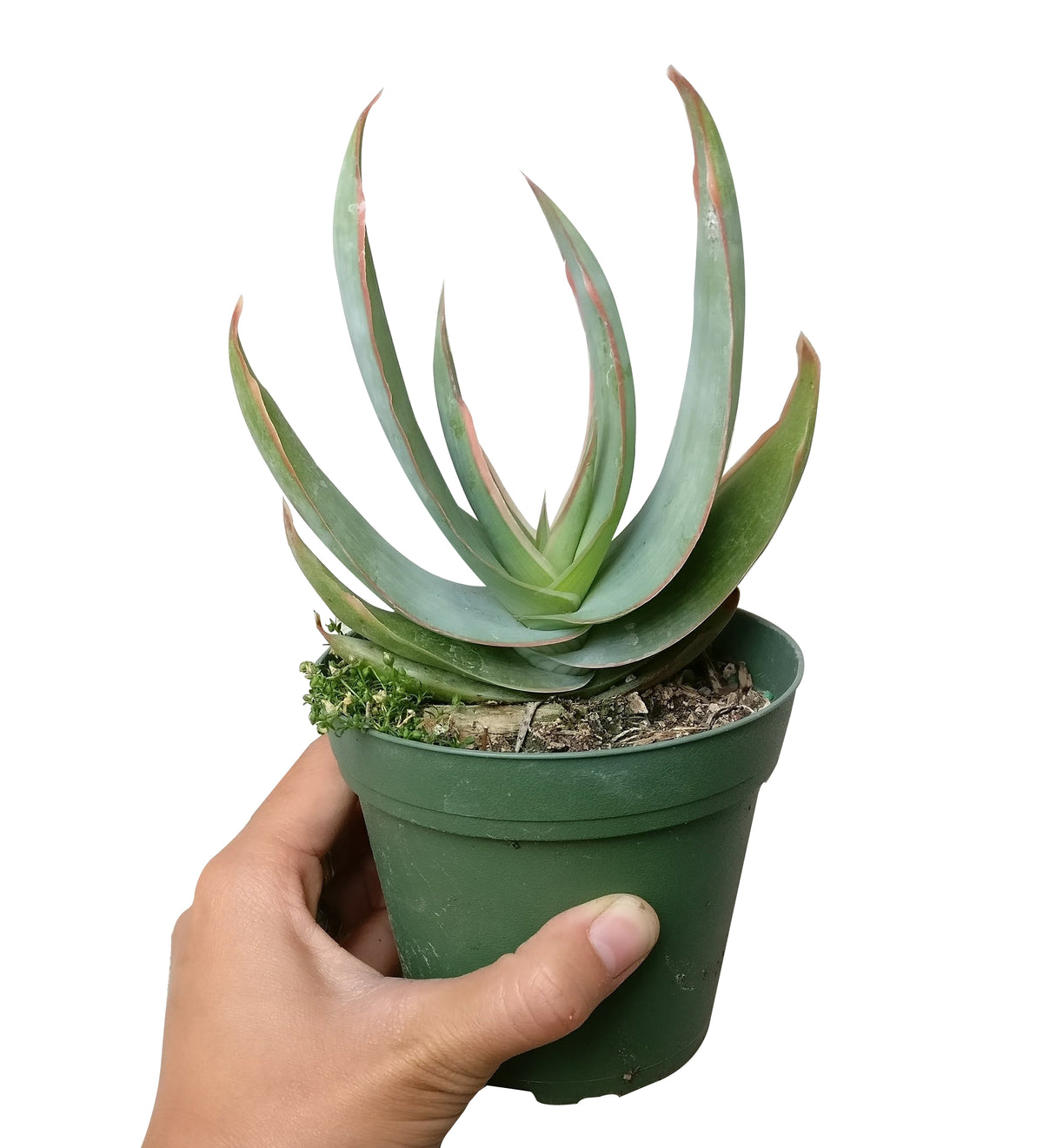 Coral Aloe near me, succulent subscription, Rare succulents, succulent care guide, indoor succulents, Succulents shop near me, succulents shop in California, succulent plant, succulents store in CA, Coral Aloe in California, How to grow Coral Aloe