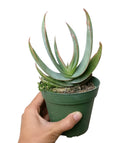 Coral Aloe Striata for Sale, Rare succulents, how to grow succulents, succulents shop in California, succulent plant, monthly succulents, succulents store in CA, cactus, succulent care, Coral Aloe Striata in California, How to grow Coral Aloe Striata, aloe vera houseplant for sale