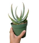 Coral Aloe Striata for Sale, Rare succulents, how to grow succulents, succulents shop in California, succulent plant, monthly succulents, succulents store in CA, cactus, succulent care, Coral Aloe Striata in California, How to grow Coral Aloe Striata, aloe vera houseplant for sale