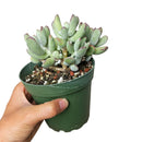Succulents shop near me, succulents shop in California, succulent subscription, Cotyledon orbiculata in California, How to grow Cotyledon orbiculata