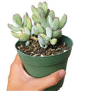 Succulents shop near me, succulents shop in California, succulent subscription, Cotyledon orbiculata in California, How to grow Cotyledon orbiculata