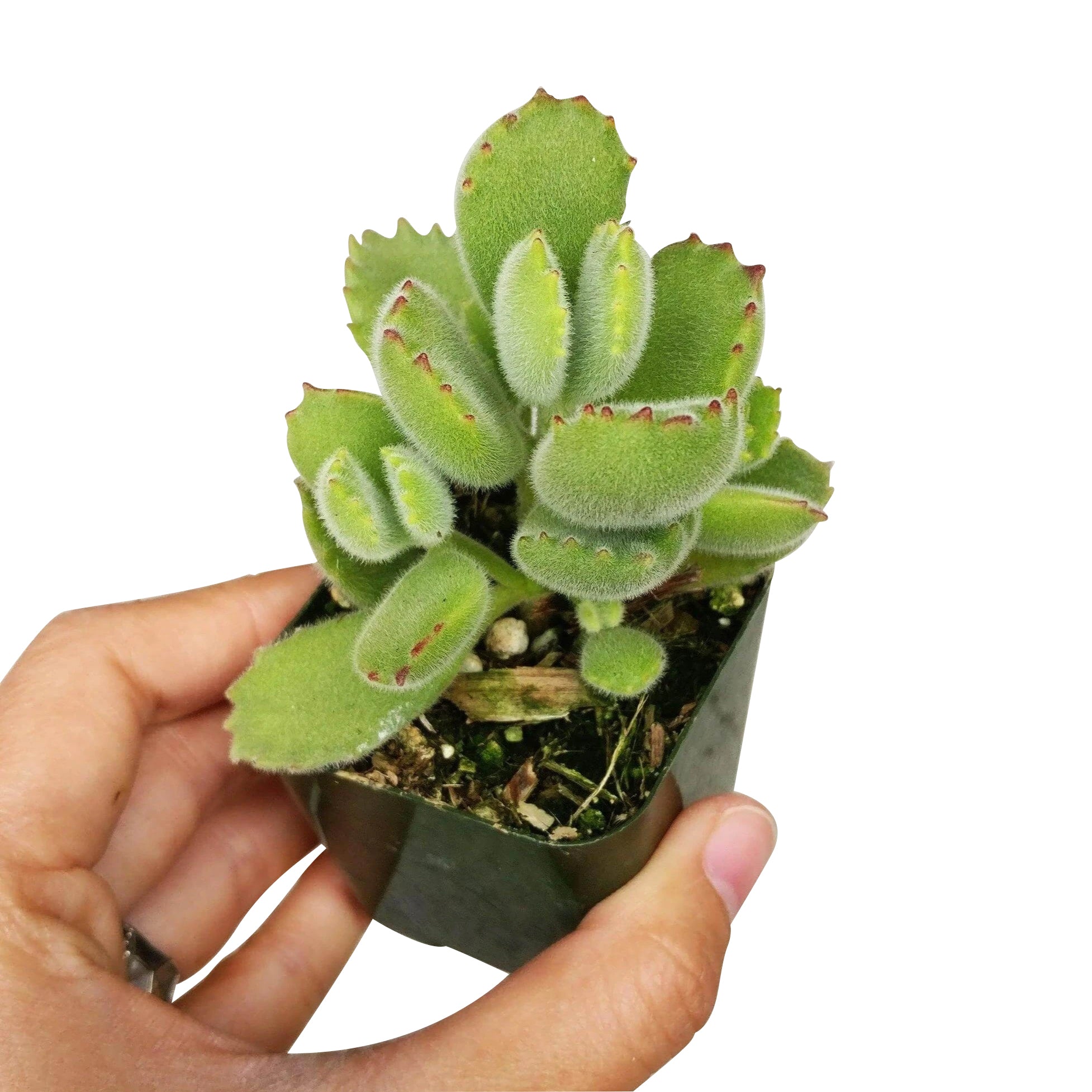 succulent that looks like bear paws Cotyledon Tomentosa Bear Paw Succulent