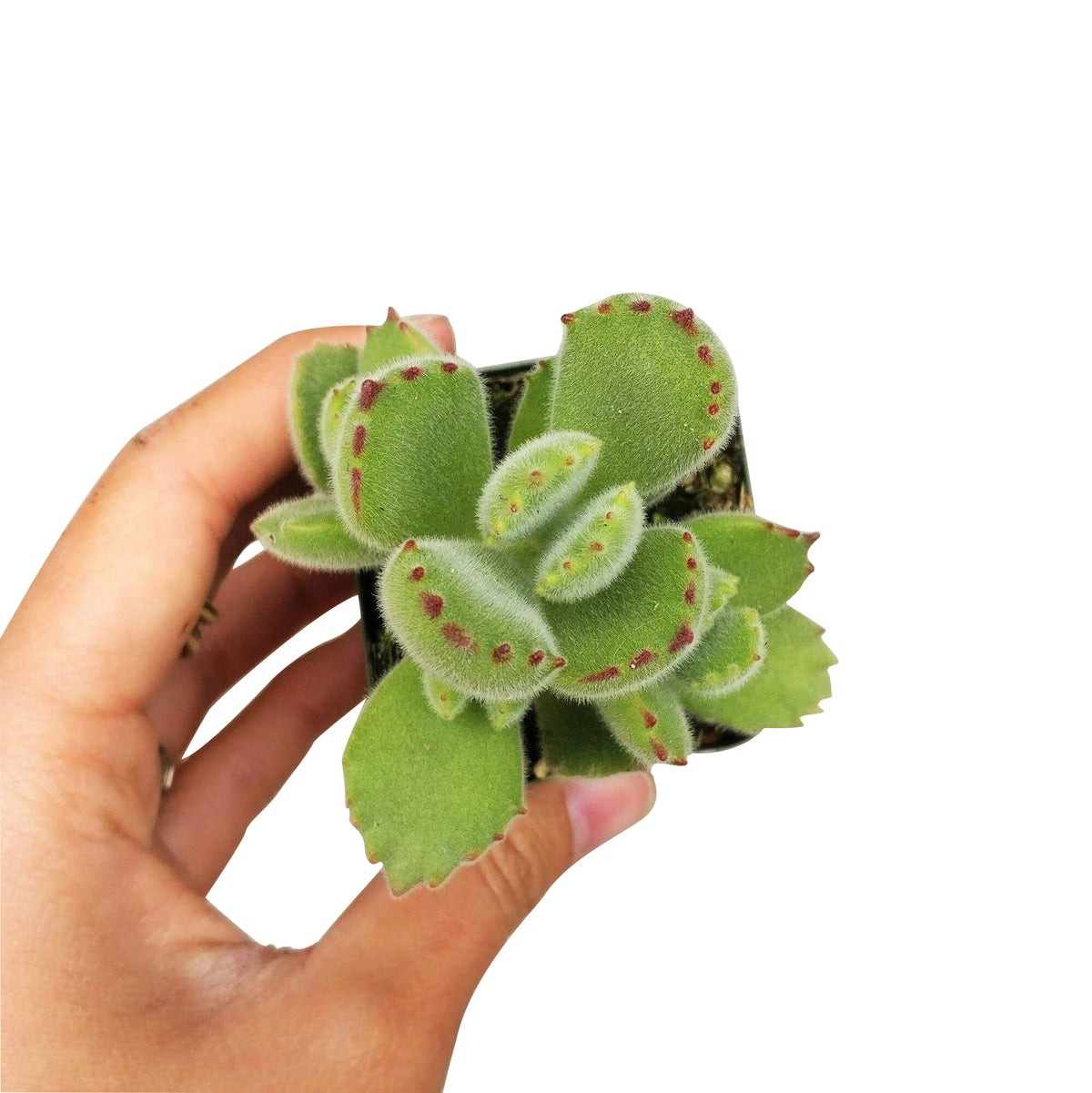 fuzzy green paws plant, bear claw, paw cotyledon, succulents shop in California, how to grow succulents, succulent care, succulent care tips, Succulents, cactus, Rare succulents, succulents garden, paw cotyledon in California, How to grow paw cotyledon