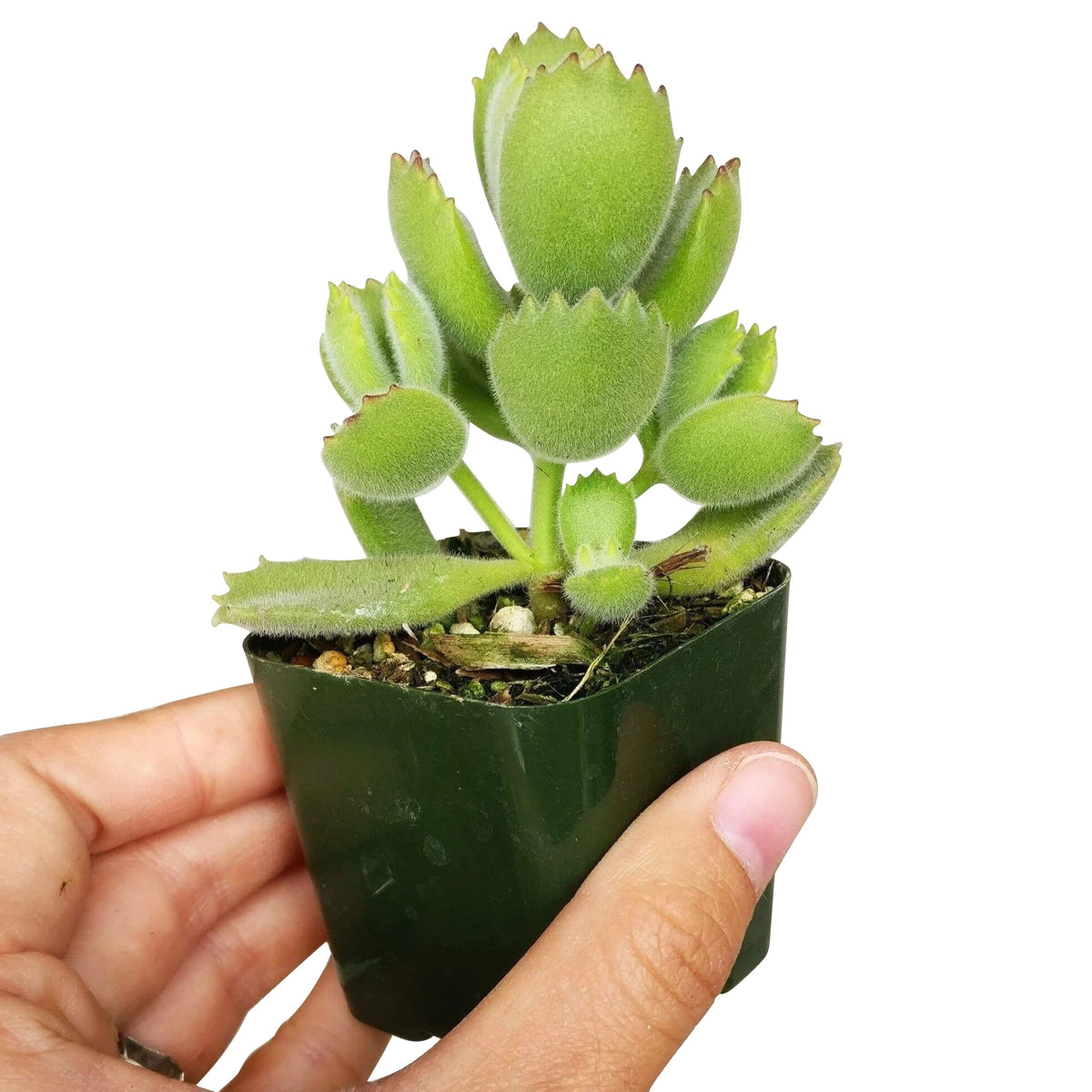 fuzzy green paws plant, bear claw, paw cotyledon, succulents shop in California, how to grow succulents, succulent care, succulent care tips, Succulents, cactus, Rare succulents, succulents garden, paw cotyledon in California, How to grow paw cotyledon