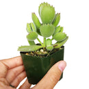 Cotyledon Bear Paw succulent plant 2 inch/ 4 inch for sale, Live plant gift ideas