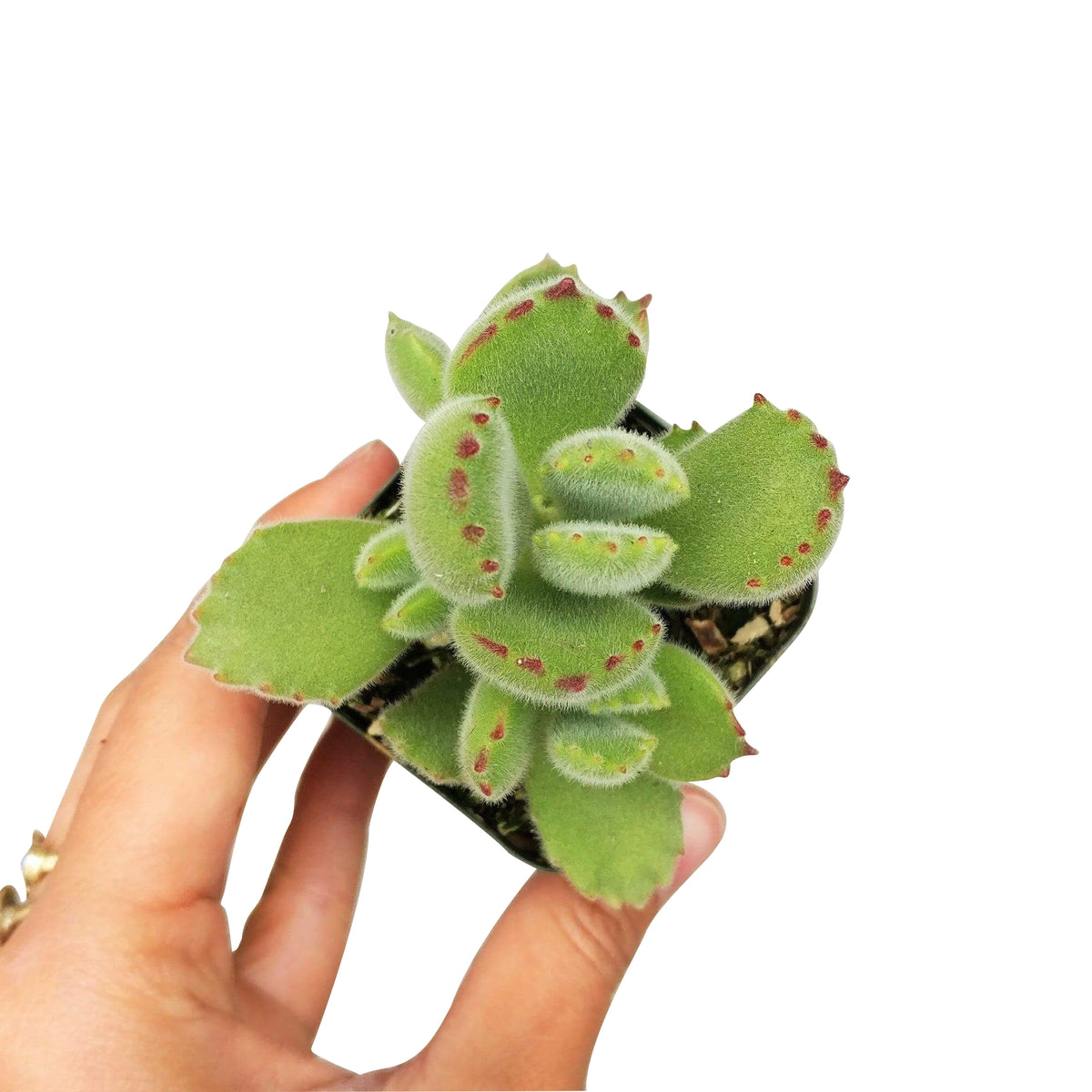 fuzzy green paws plant, bear claw, paw cotyledon, succulents shop in California, how to grow succulents, succulent care, succulent care tips, Succulents, cactus, Rare succulents, succulents garden, paw cotyledon in California, How to grow paw cotyledon