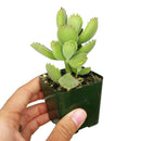 Cotyledon Bear Paw succulent plant 2 inch/ 4 inch for sale, Live plant gift ideas