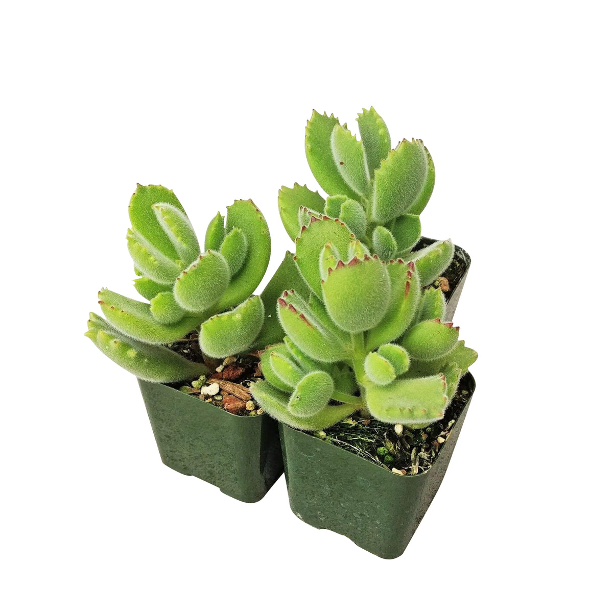 fuzzy green paws plant, bear claw, paw cotyledon, succulents shop in California, how to grow succulents, succulent care, succulent care tips, Succulents, cactus, Rare succulents, succulents garden, paw cotyledon in California, How to grow paw cotyledon