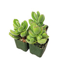Cotyledon Bear Paw succulent plant 2 inch/ 4 inch for sale, Live plant gift ideas