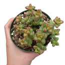 crassula species, growing crassula, cactus, succulent care tips, succulent care, monthly succulents, succulent plant, Succulents, succulents shop in California, indoor succulents