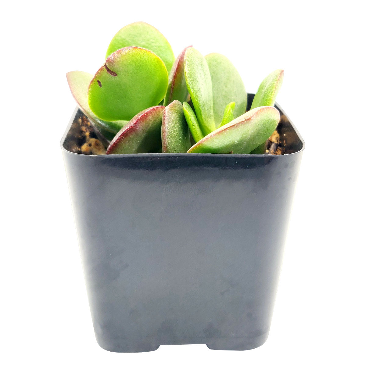 kalanchoe jade plant Crassula Ovata Obliqua Jade Plant | Lucky Plant Money Tree for Sale