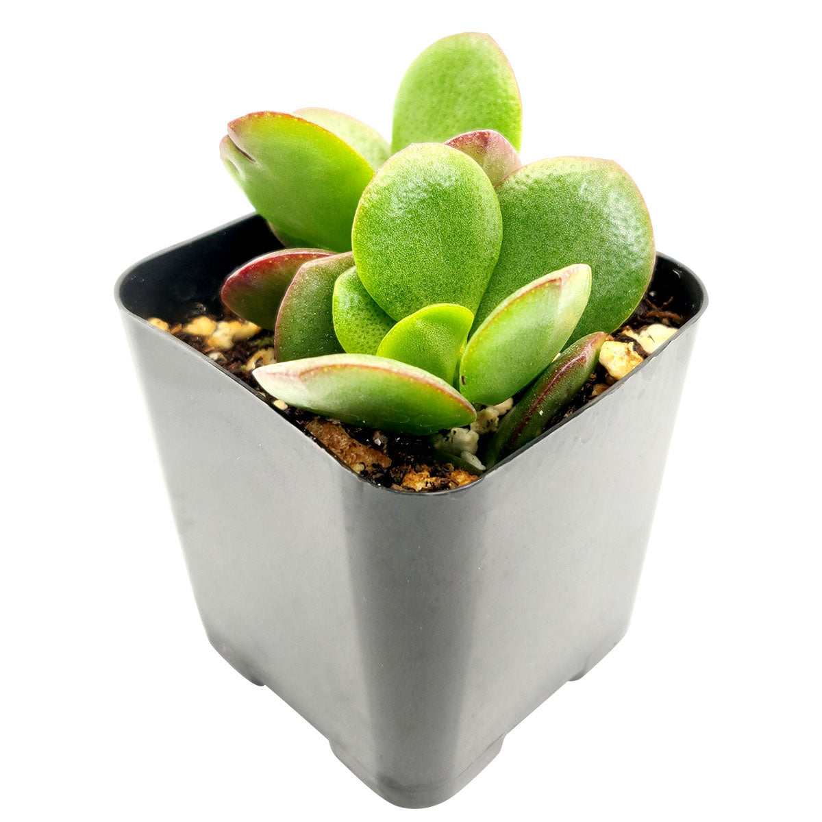 which succulents are lucky Crassula Ovata Obliqua Jade Plant | Lucky Plant Money Tree for Sale
