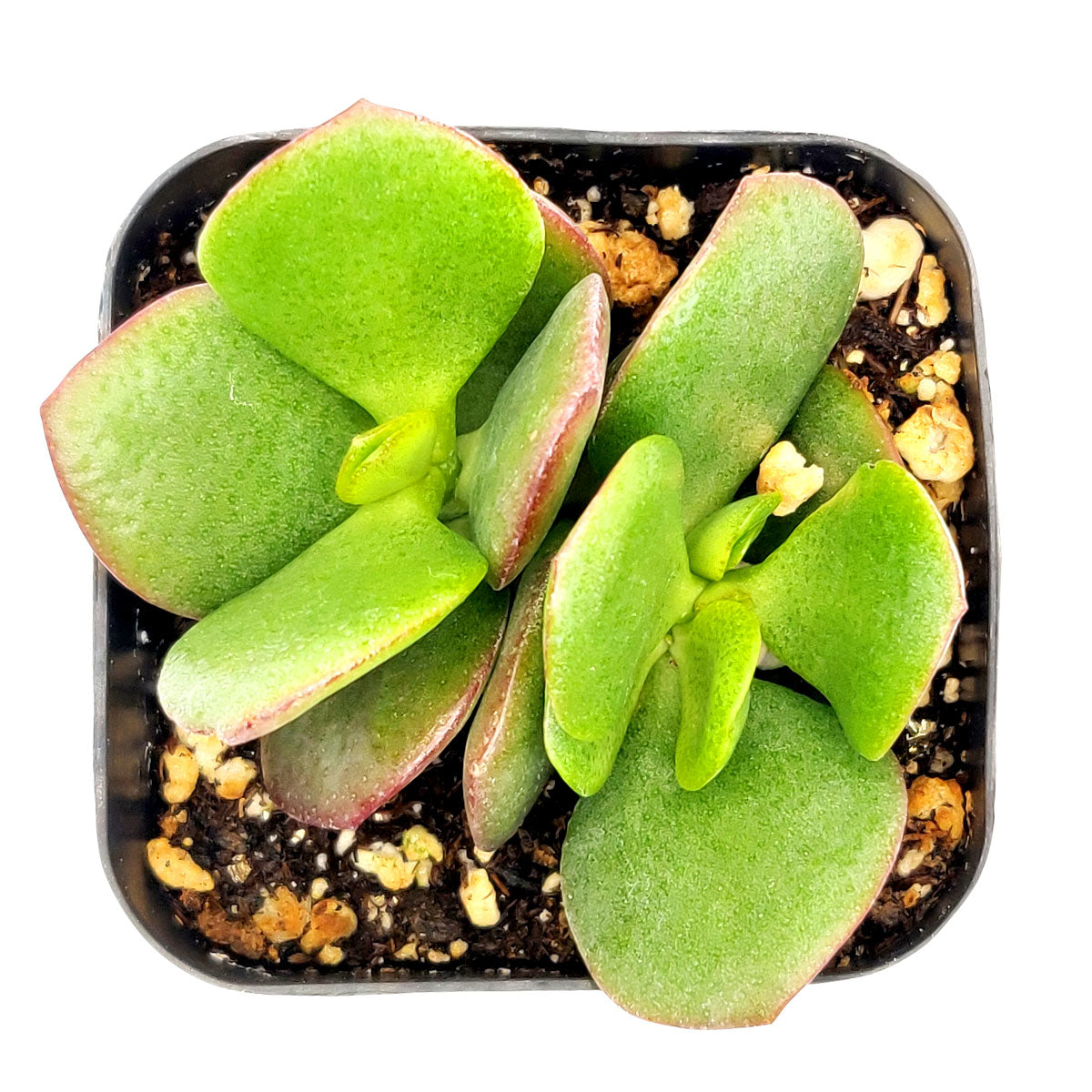 long leaf jade plant Crassula Ovata Obliqua Jade Plant | Lucky Plant Money Tree for Sale