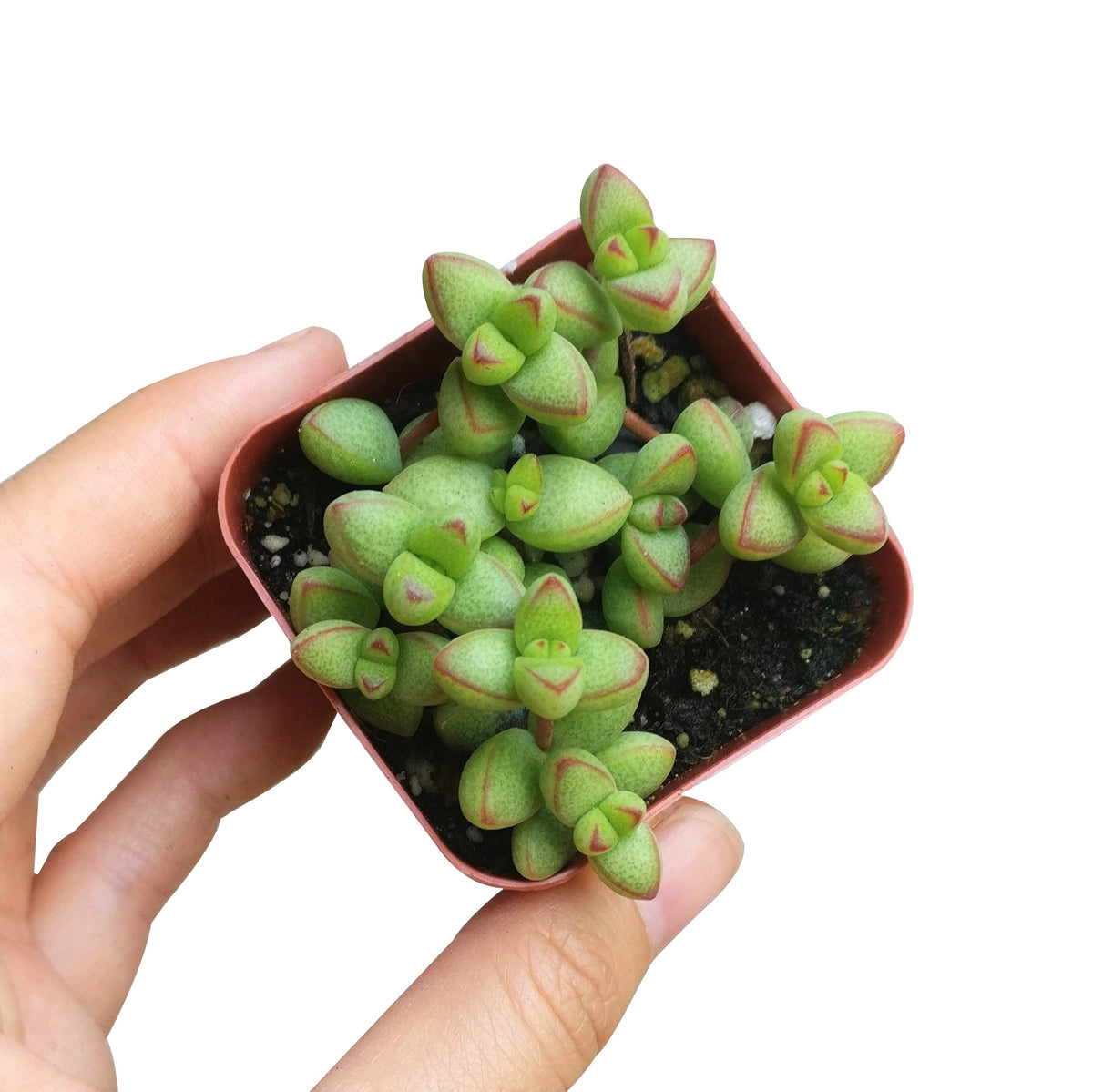crassula species, growing crassula, cactus, succulent care tips, succulent care, monthly succulents, succulent plant, Succulents, succulents shop in California, indoor succulents, crassula brevifolia in California, How to grow crassula brevifolia, crassula, crassula plant, crassula succulent, crassula types, crassula varieties, types of crassula, crassula species, crassulas, succulent crassula