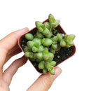 crassula species, growing crassula, cactus, succulent care tips, succulent care, monthly succulents, succulent plant, Succulents, succulents shop in California, indoor succulents
