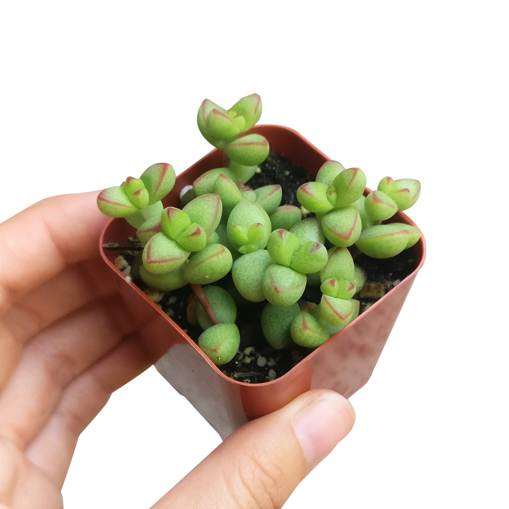 brevifolia succulent Crassula Brevifolia Succulent Plant for Sale and Care Guide 4 inch / Plastic Pot by Succulents Box